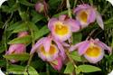 Den. polyanthum x loddigesii